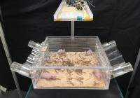 hairless mice under a far-UVC light